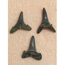 Fosilní žraločí zub